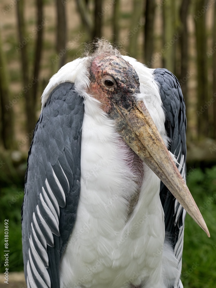 Portret dsopělého Greater Adjutant, Leptoptilos crumeniferus,