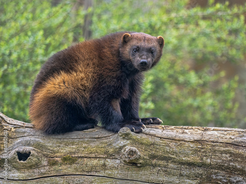 Obraz na płótnie Wolverine, Gulo gulo, sits on a trunk and observes the surroundings w salonie