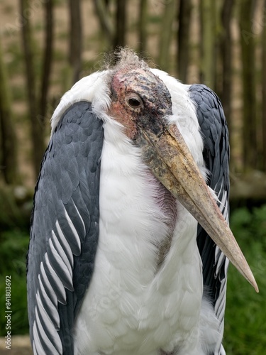 Obraz na płótnie Portret dsopělého Greater Adjutant, Leptoptilos crumeniferus, w salonie
