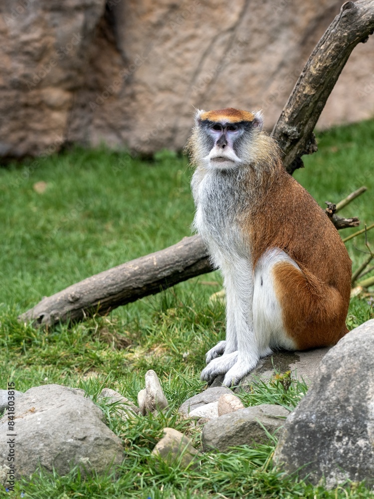 Patas Monkey, Erythrocebus patas, sits on a rock and observes the surroundings