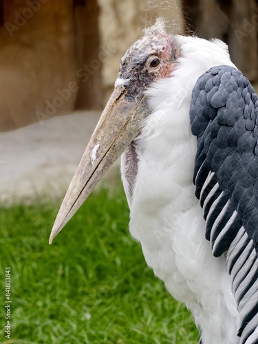 Portret dsopělého Greater Adjutant, Leptoptilos crumeniferus,