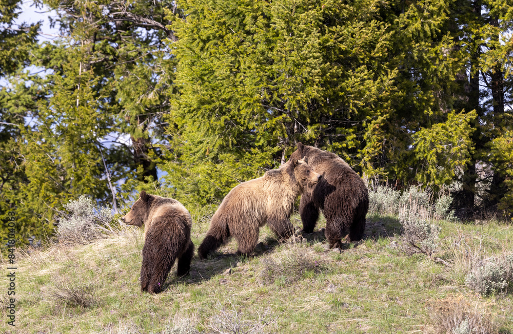 Grizzly Bears in Spring in Yellowstone National Park Wyoming Grizzly Bears in Spring in Yellowstone National Park Wyoming