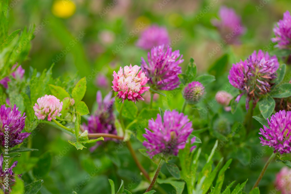 clover flower close-up, botany.Trifolium rubens clover flower close-up, botany.Trifolium rubens