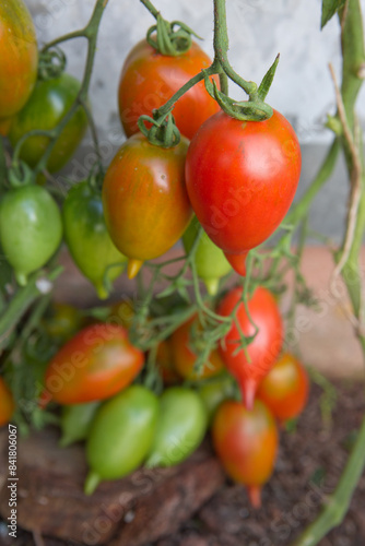 Fototapeta Naklejka Na Ścianę i Meble -  Ripe green and red tomatoes hanging in the garden. Bush tomatoes Tarasenko