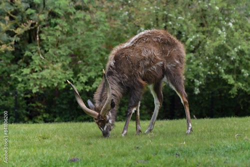 Φωτογραφία sitatunga grazing on grass