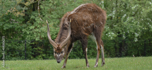 Photos sitatunga grazing on grass