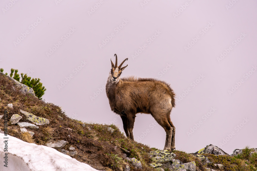 mountain goat (chamois) in natural habitat mountain goat (chamois) in natural habitat