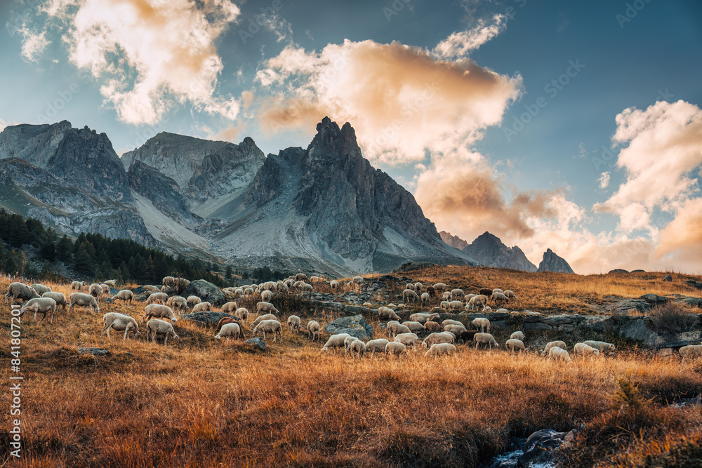 Landscape of Claree valley with Massif Des Cerces and flock of sheep grazing on pasture in autumn at France Landscape of Claree valley with Massif Des Cerces and flock of sheep grazing on pasture in autumn at France