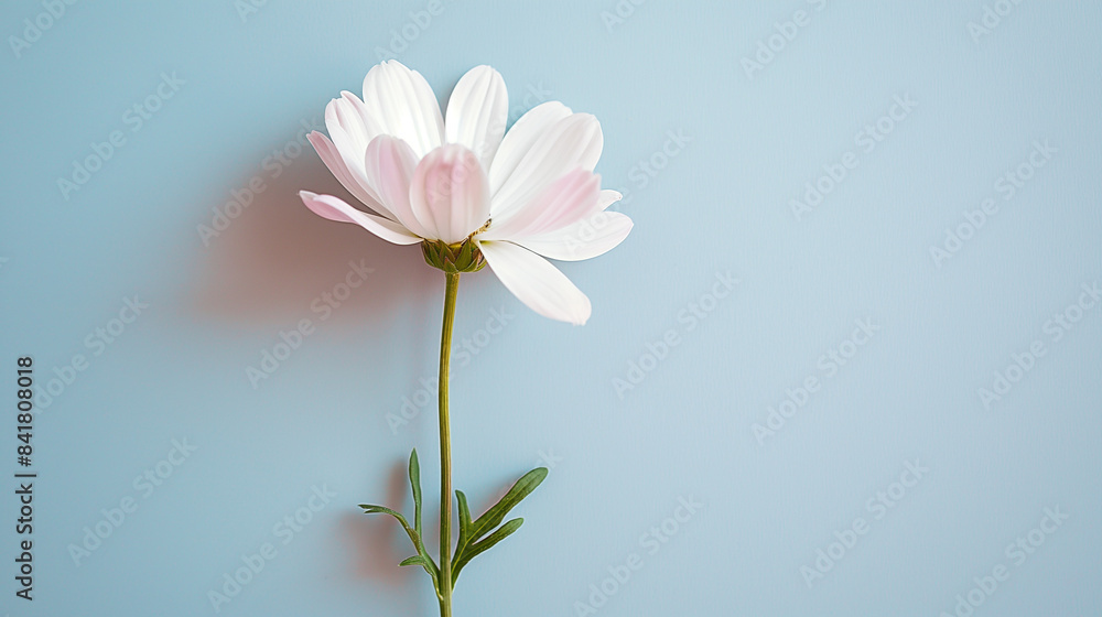 Minimalist Flower Photography - Single Bloom on Pastel Background, Delicate Flower on Pastel Background - Minimalist Nature Photography Minimalist Flower Photography - Single Bloom on Pastel Background, Delicate Flower on Pastel Background - Minimalist Nature Photography