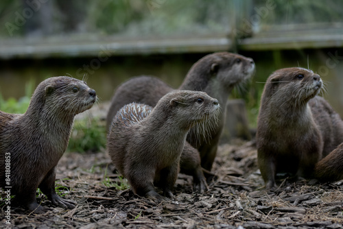group of otters, nature reserve photography. cute brown otters outside