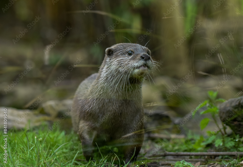 photo of a sweet little otter in nature reserve photo of a sweet little otter in nature reserve