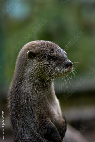 close up of a cute otter. sweet whiskered face, shot with a macro lens.