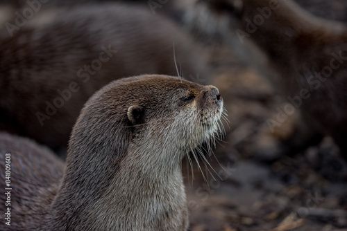 close up of a cute otter. sweet whiskered face, shot with a macro lens.