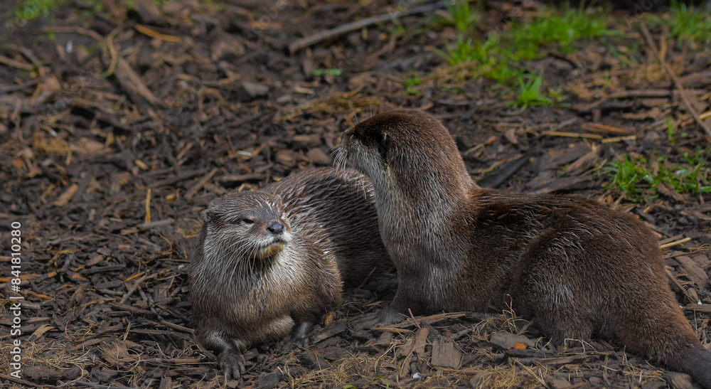 group of otters, nature reserve photography. cute brown otters outside group of otters, nature reserve photography. cute brown otters outside