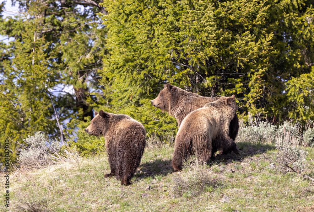 Grizzly Bears in Spring in Yellowstone National Park Wyoming