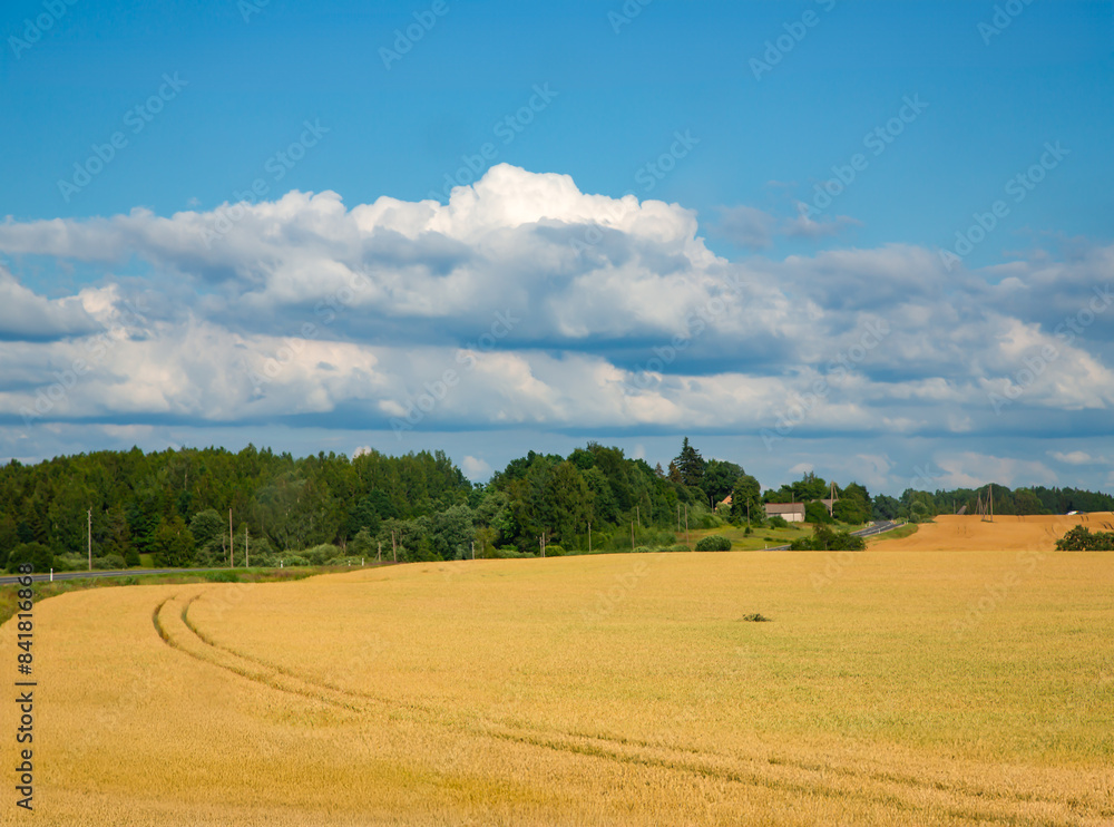 Large fields of ripe wheat and forest faraway in the Latvian rural countryside. View of the large expanses of the golden field with blue sky. Agricultural culture. Large fields of ripe wheat and forest faraway in the Latvian rural countryside. View of the large expanses of the golden field with blue sky. Agricultural culture.