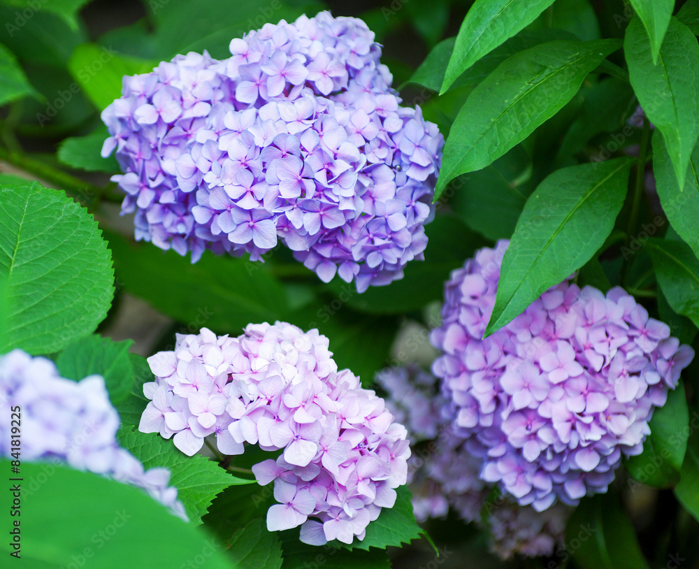 Pink hydrangea flowers close up Pink hydrangea flowers close up