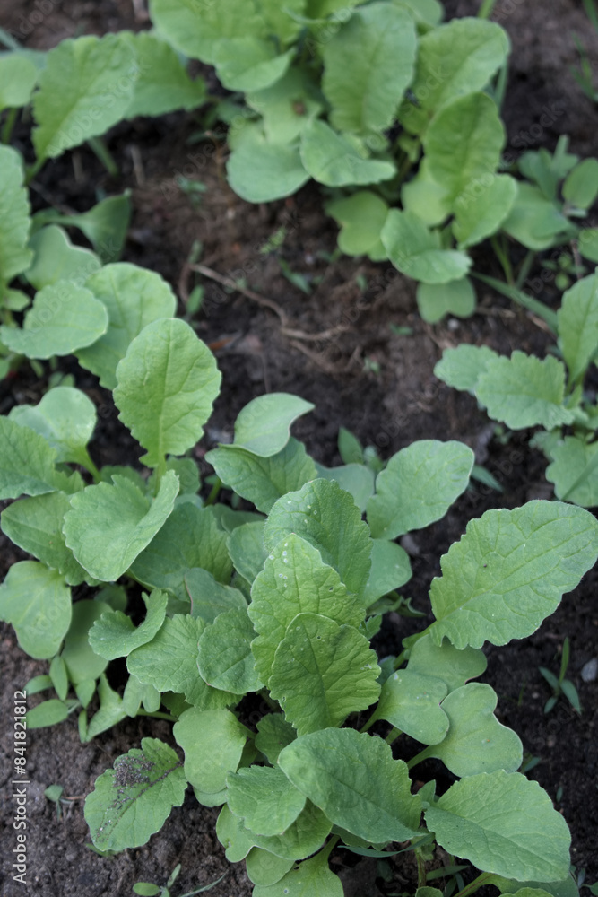 young whitetop turnips growing in the garden young whitetop turnips growing in the garden