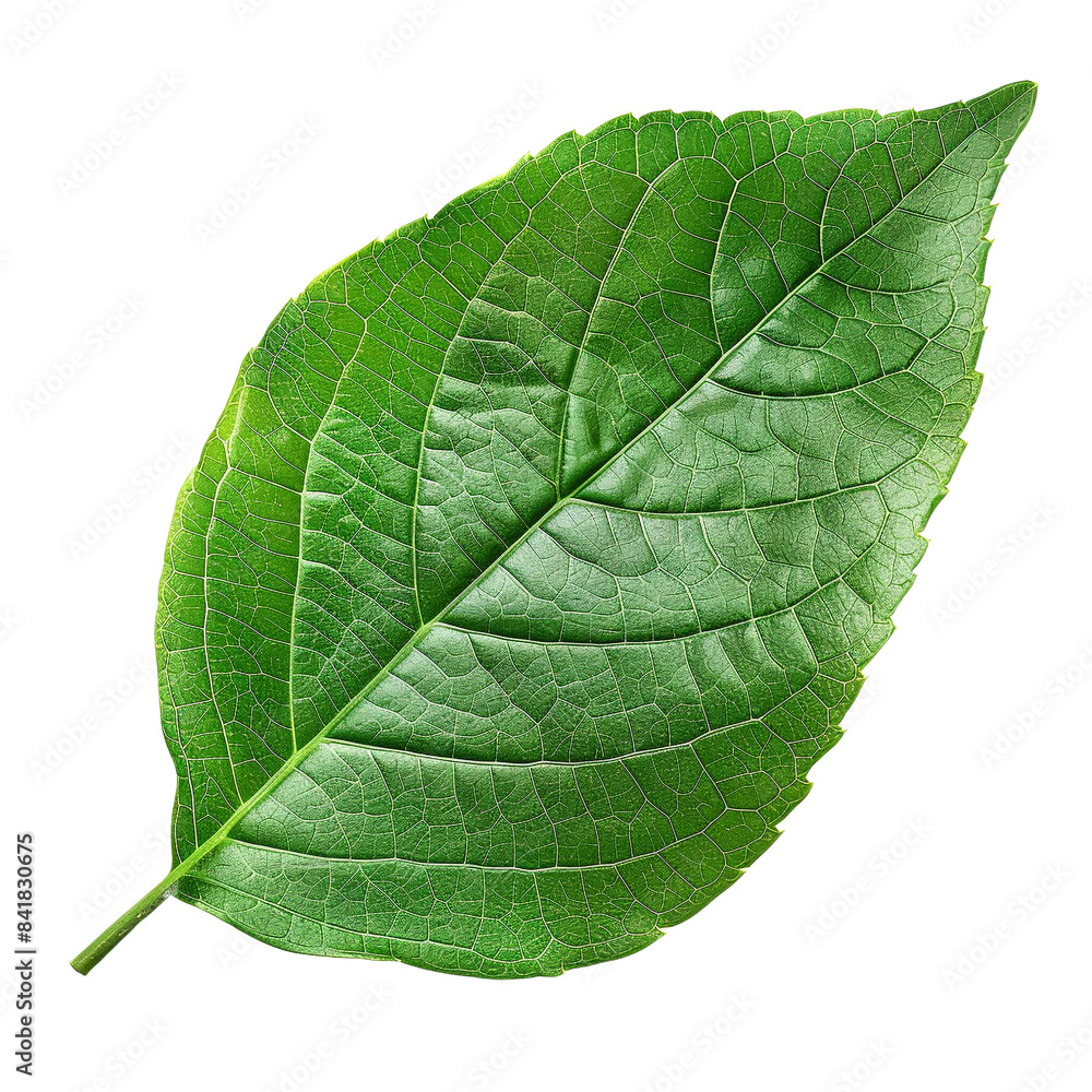 Obraz premium Close-up of a vibrant green leaf with detailed veins and texture, isolated on a white background. Nature and botanical concept.