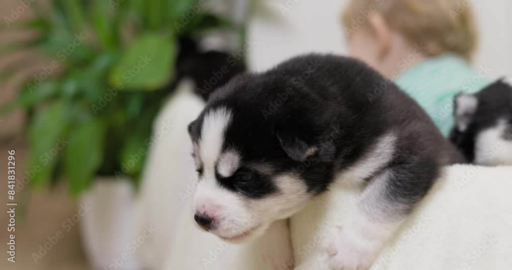 Adorable Husky Puppy With Child in Background Adorable Husky Puppy With Child in Background