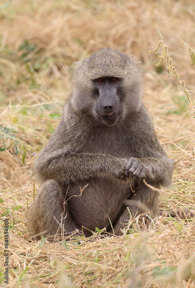Olive Baboons in Tarangire National Park, Tanzania, East Africa. Olive Baboons in Tarangire National Park, Tanzania, East Africa.