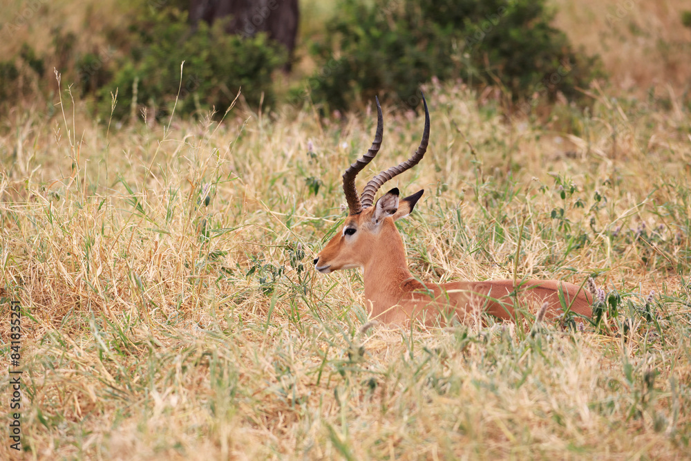 Impala in Tarangire National Park, Tanzania, East Africa Impala in Tarangire National Park, Tanzania, East Africa