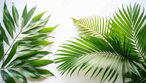 isolated green leaf and shadow light overlay on white background palm leaf tropical well multiply object display