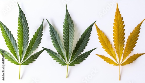 cannabis or hemp or marijuana green fresh leaf isolated on background png file