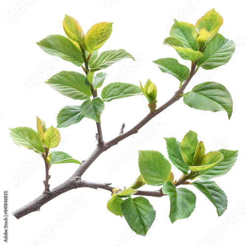 spring branch with green leaves isolated on white or isolated on white background, text area, png