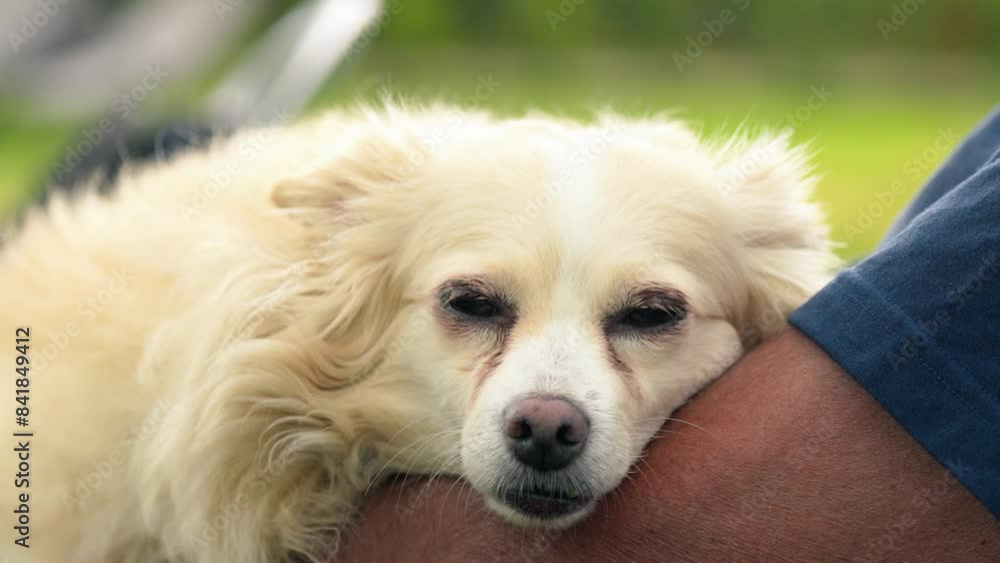 A man with his happy dog A man with his happy dog