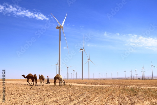 Camels on a wind farm in the desert of Jordan, Middle East