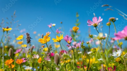 Vibrant spring meadow dotted with soft pastel flowers under a clear blue sky