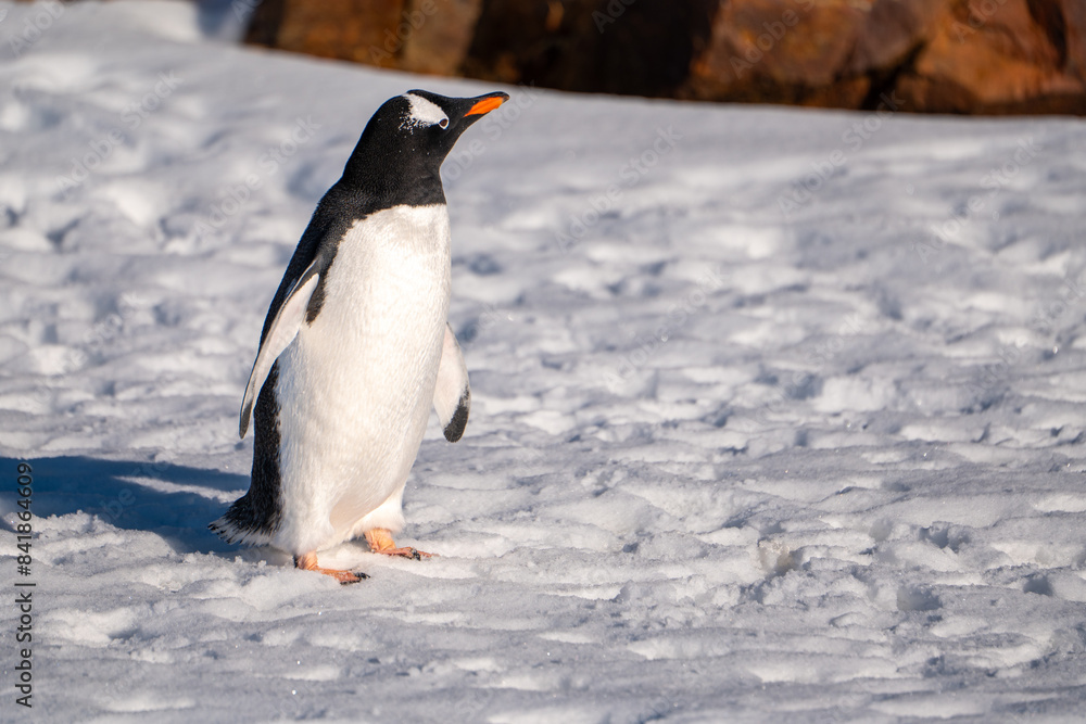 Fototapeta premium Gentoo penguins in Antarctica. Isolated