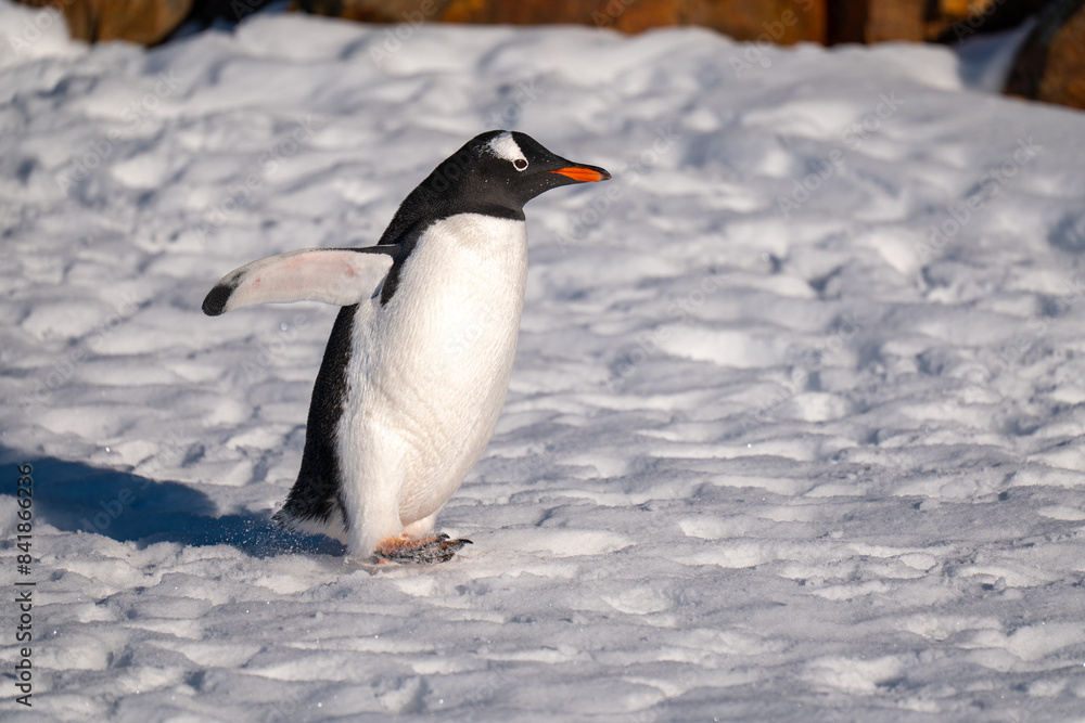 Fototapeta premium Gentoo penguins in Antarctica. Isolated