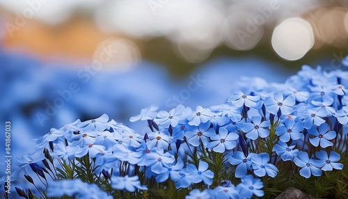 blue creeping phlox subulata flowers in bloom photo