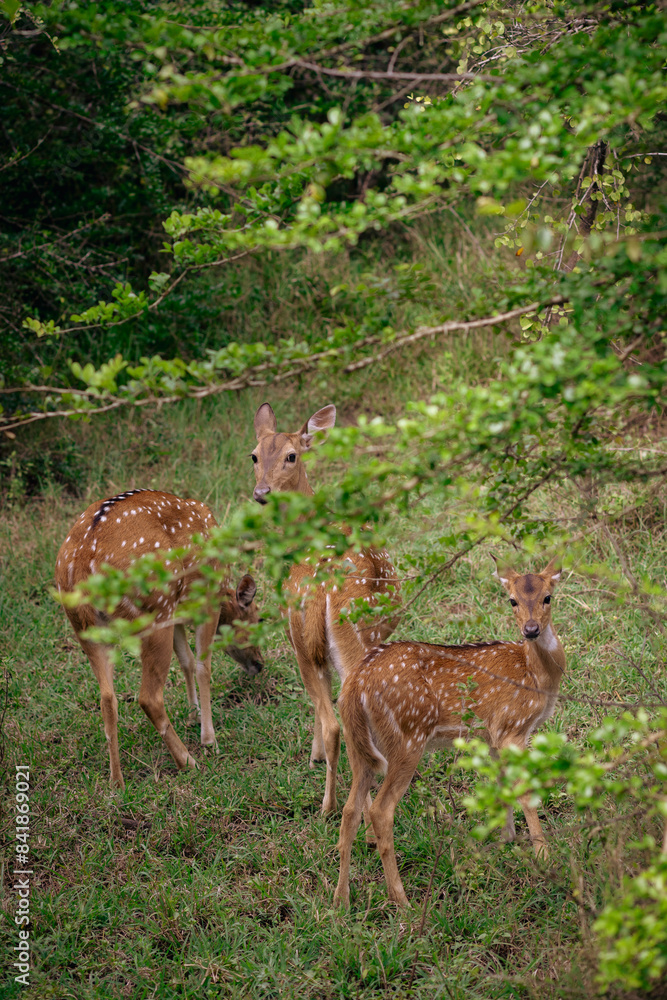 Ciervos en Yala - Sri Lanka