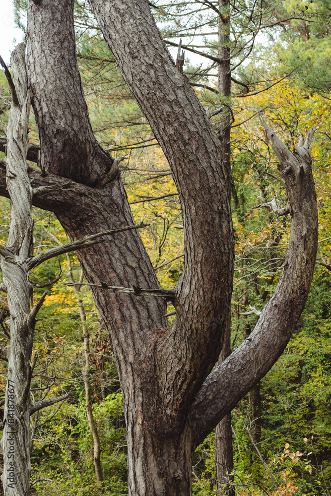 A close-up of a gnarled tree with multiple thick branches, set against a backdrop of lush green foliage and hints of autumn colors. A close-up of a gnarled tree with multiple thick branches, set against a backdrop of lush green foliage and hints of autumn colors.