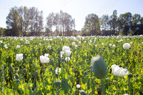 View of poppy field with white leaves with sky background.