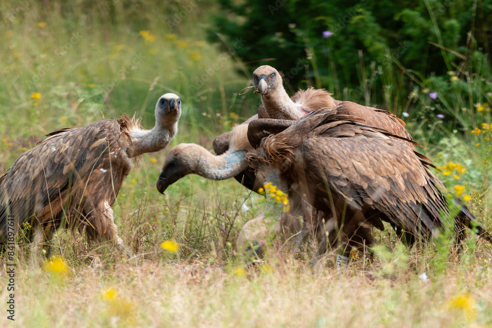 Vautour fauve,.Gyps fulvus, Griffon Vulture, Parc naturel régional des grands causses 48, Lozere, France Vautour fauve,.Gyps fulvus, Griffon Vulture, Parc naturel régional des grands causses 48, Lozere, France