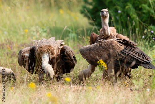 Vautour fauve,.Gyps fulvus, Griffon Vulture, Parc naturel régional des grands causses 48, Lozere, France photo