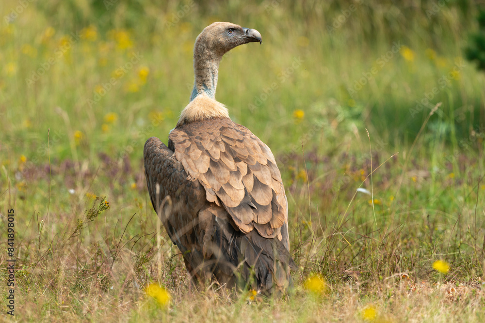 Fototapeta premium Vautour fauve,.Gyps fulvus, Griffon Vulture, Parc naturel régional des grands causses 48, Lozere, France