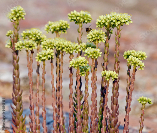 Nizza Fetthenne oder Petrosedum sediforme photo