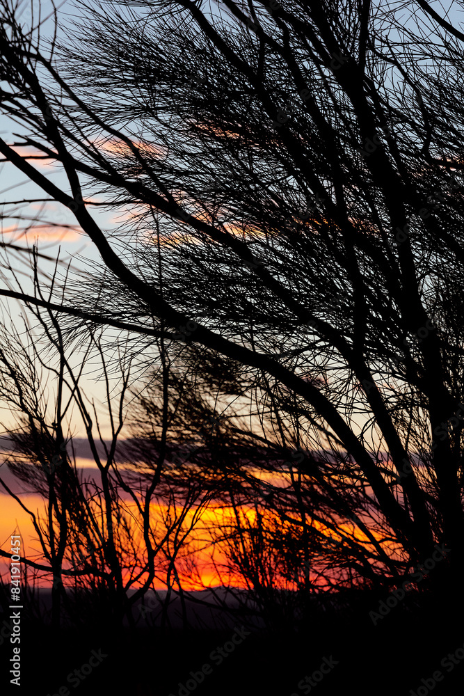 Silhouette of tree branches against a vibrant sunset Silhouette of tree branches against a vibrant sunset