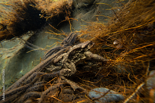 Common toads in mating season underwater