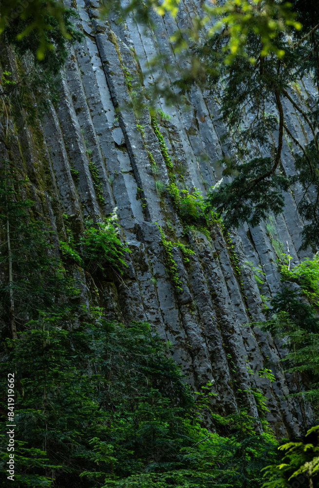 Obraz premium Bright Green Plants Grow On The Slate Gray Of Basalt Columns