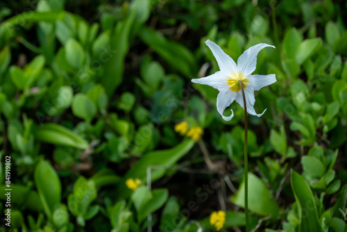 Yellow Center on White Petals of Avalanche Lily photo