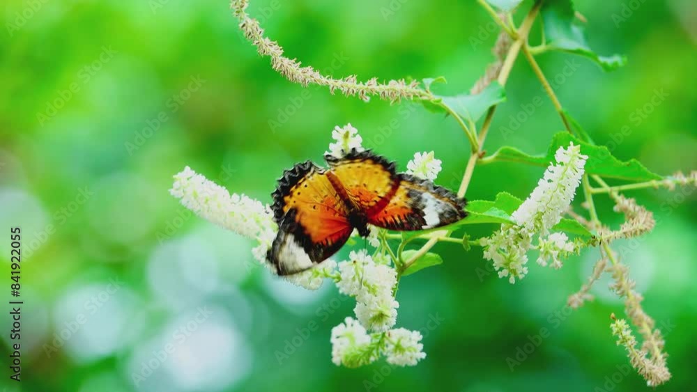 The butterflies in the clip appear to be from the genus Cethosia commonly known as Lacewing butterflies. Their vibrant orange and black patterns with white markings are distin butterfly on flower The butterflies in the clip appear to be from the genus Cethosia commonly known as Lacewing butterflies. Their vibrant orange and black patterns with white markings are distin butterfly on flower