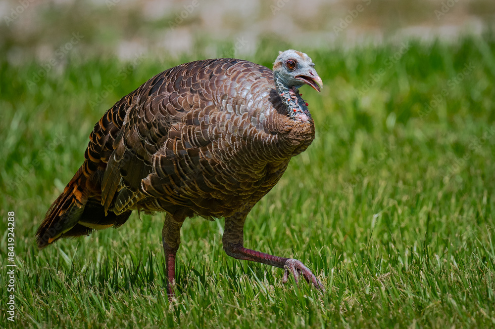 Fototapeta premium Turkey