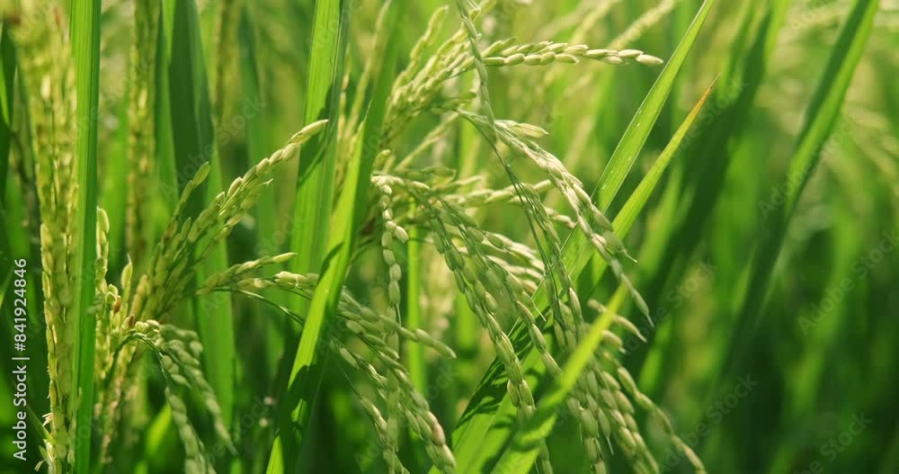Close-up of an ear of rice swaying in the wind in the rice fields. Green rice field located in rural Indonesia. Slow motion footage of industrial rice cultivation, farming. Close-up of an ear of rice swaying in the wind in the rice fields. Green rice field located in rural Indonesia. Slow motion footage of industrial rice cultivation, farming.