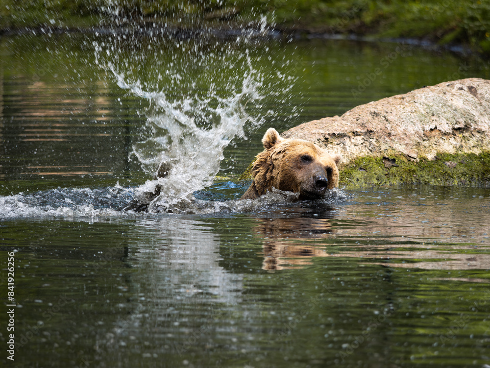 Bathing bear in a natural pond. Brown bear (Ursus arctos) splashing with the water just for fun. Playful wild and male animal in the nature. Young mammal with a lot of energy. Bathing bear in a natural pond. Brown bear (Ursus arctos) splashing with the water just for fun. Playful wild and male animal in the nature. Young mammal with a lot of energy.